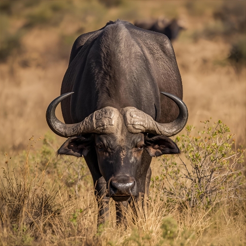 Cape Buffalo