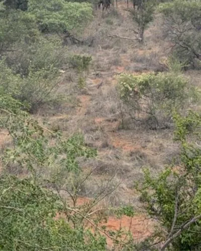 Bush Views