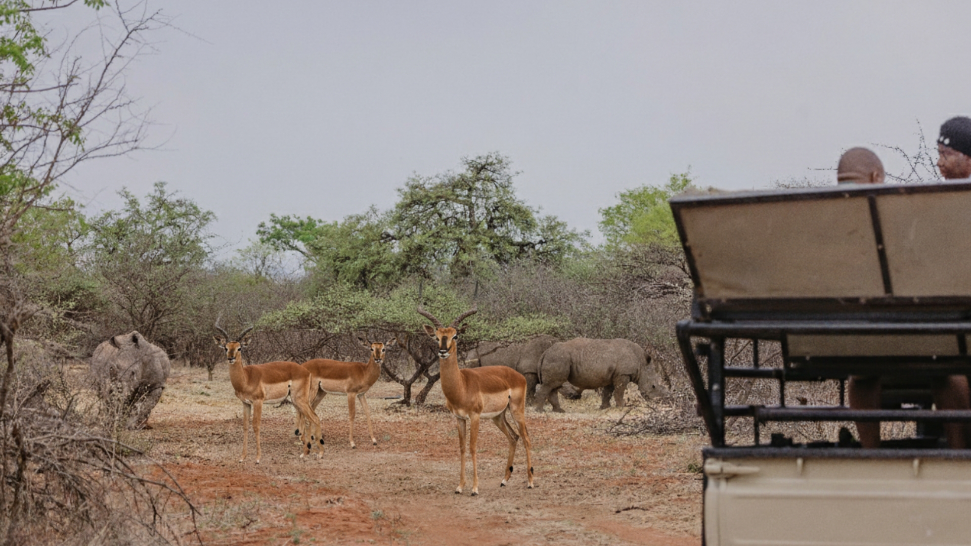 Plains Game Viewing Safari