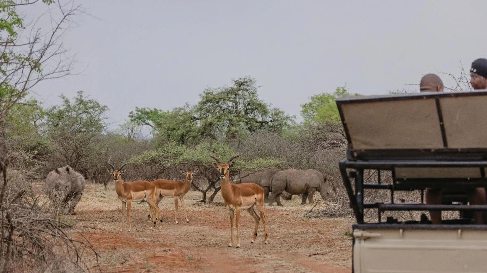 Plains Game Viewing Safari