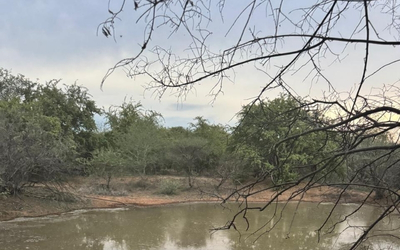 Professional Bushcraft