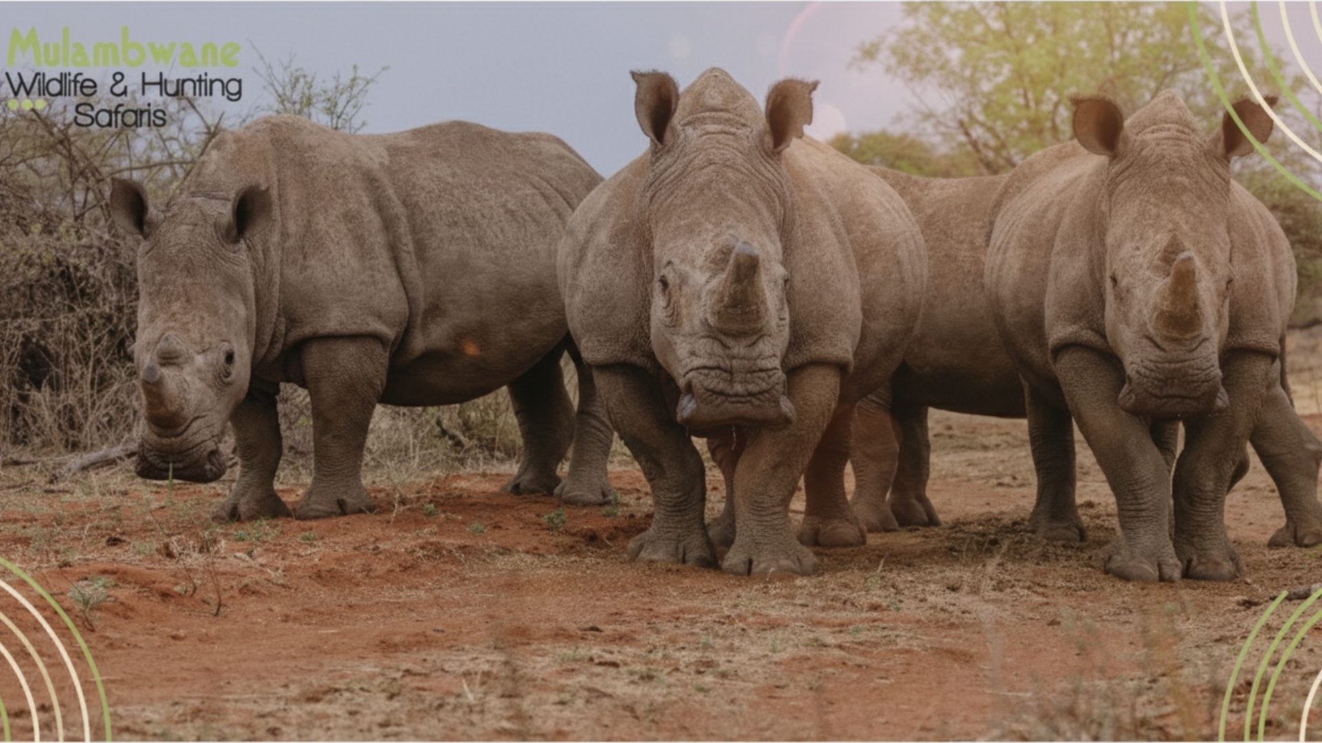 Game Viewing Safari Background