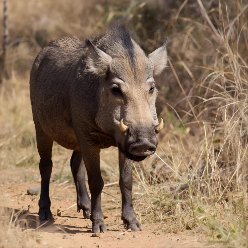 Warthog