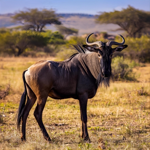 Blue Wildebeest