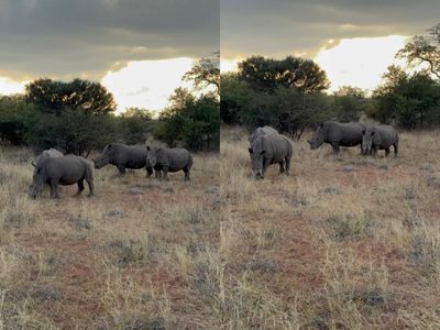 Wildlife Migration Route